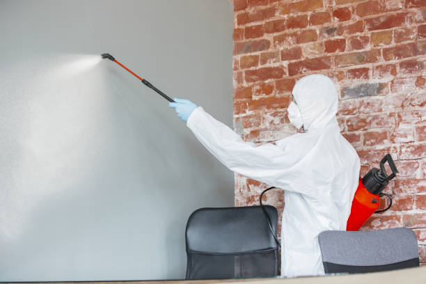 Trusted Kingsley, MI Mold Removal Experts