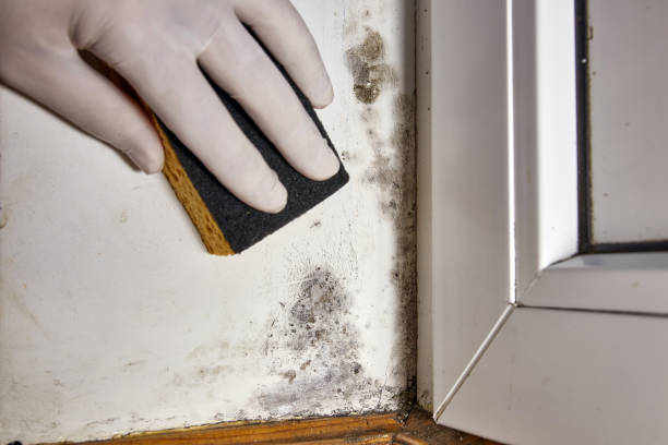 Best Mold-Related Health Consultation  in Kingsley, MI
